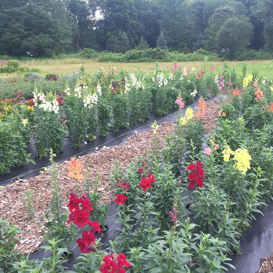 Balleks Garden Center